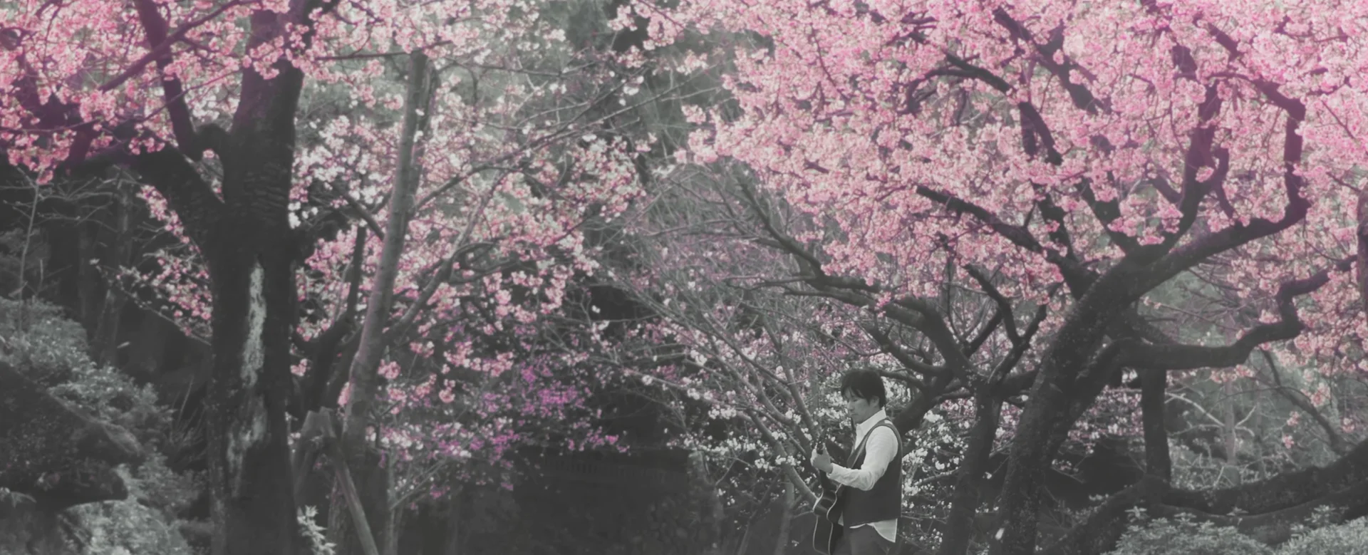 遠山八音 cherry blossom (MV)